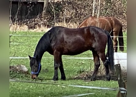 Connemara, Ruin, 7 Jaar, 153 cm, Bruin