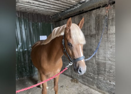 Connemara, Semental, 3 años, 148 cm, Alazán-tostado