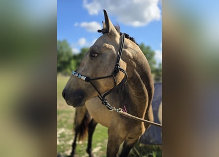 Connemara, Semental, 4 años, 147 cm, Buckskin/Bayo