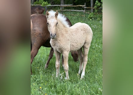 Connemara Mestizo, Semental, Potro (03/2026), 148 cm, Palomino