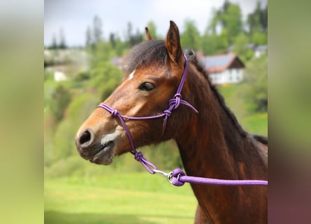Connemara, Stallion, 1 year, 14,1 hh, Brown