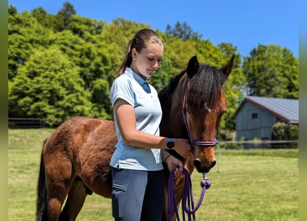 Connemara, Stallion, 1 year, 14,1 hh, Brown