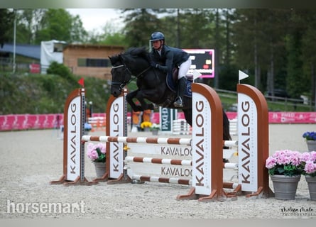 Connemara, Stallion, 5 years, Black