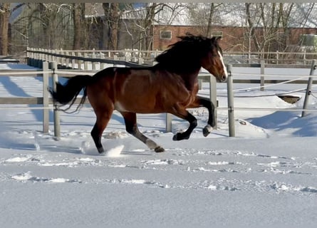Connemara, Stallion, 6 years, 14,1 hh, Brown