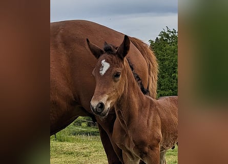 Connemara, Stallion, , 14,1 hh, Brown