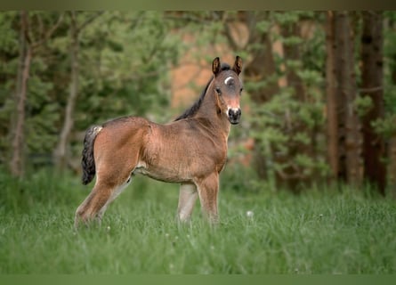 Connemara, Stallion, Foal (04/2025), Bay-Dark