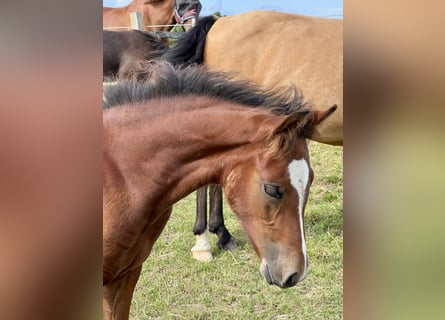 Connemara, Stallion, Foal (05/2025), Brown-Light