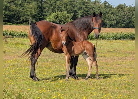 Connemara, Stallone, 1 Anno, 148 cm, Baio