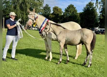 Connemara, Stallone, 1 Anno, 148 cm, Falbo