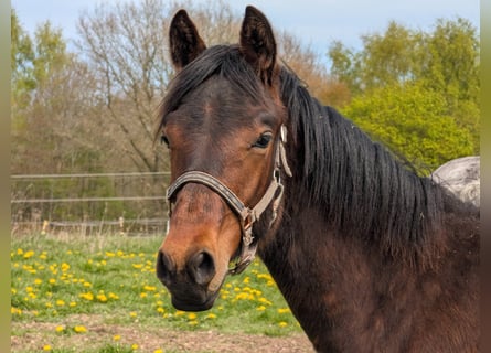 Connemara, Stallone, 1 Anno, 153 cm, Baio scuro