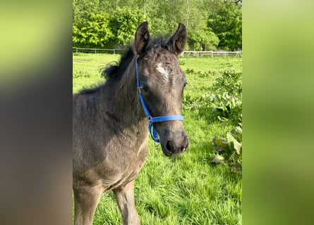 Connemara, Stallone, , Morello