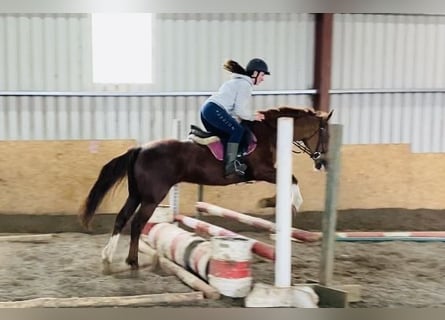Connemara, Sto, 15 år, 148 cm, Fux
