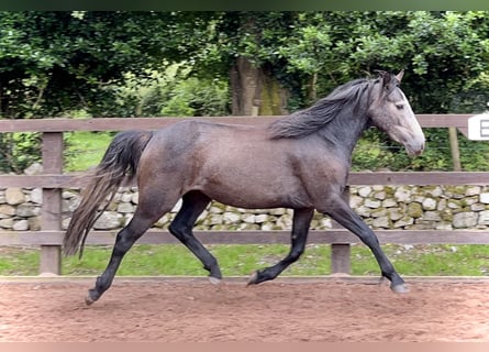 Connemara, Sto, 3 år, 143 cm, Grå