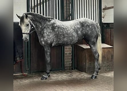 Connemara, Sto, 4 år, 142 cm, Grå