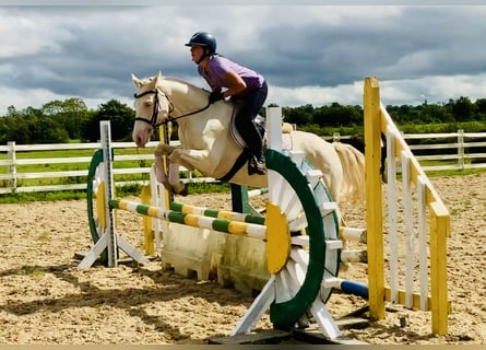 Connemara, Sto, 4 år, 148 cm, Cremello