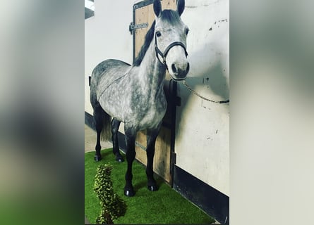 Connemara, Sto, 6 år, 146 cm, Grå