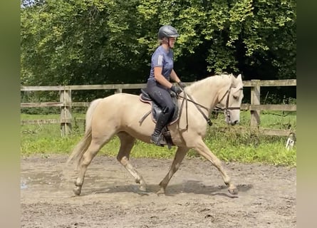 Connemara Blandning, Sto, 6 år, 148 cm, Palomino