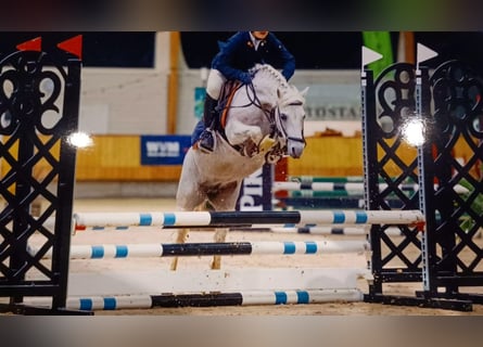 Connemara, Stute, 11 Jahre, 145 cm, Schimmel