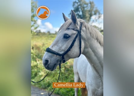 Connemara, Stute, 12 Jahre, 142 cm, Schimmel