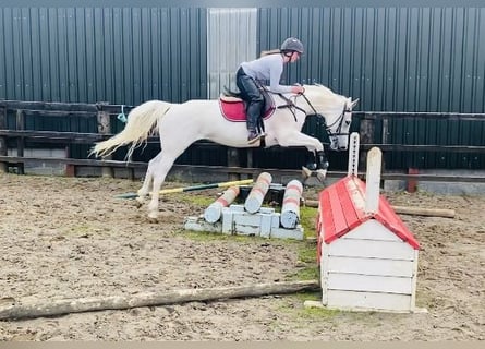 Connemara, Stute, 12 Jahre, 159 cm, Blauschimmel