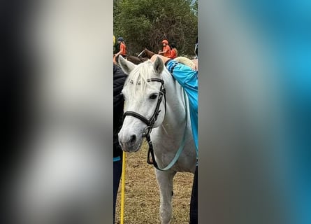 Connemara, Stute, 20 Jahre, 141 cm, Schimmel