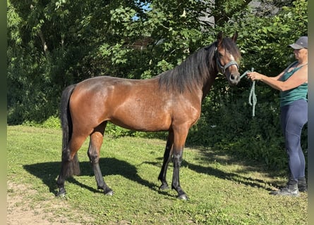 Connemara, Stute, 2 Jahre, 140 cm, Brauner