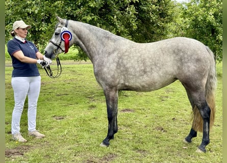 Connemara, Stute, 3 Jahre, 144 cm, Apfelschimmel