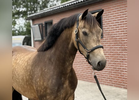 Connemara, Stute, 3 Jahre, 144 cm, Buckskin