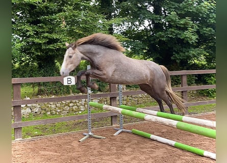 Connemara, Stute, 3 Jahre, 145 cm, Rappschimmel