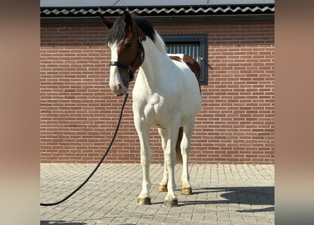 Connemara Mix, Stute, 3 Jahre, 147 cm, Schecke