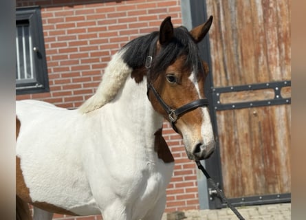 Connemara Mix, Stute, 3 Jahre, 147 cm, Schecke