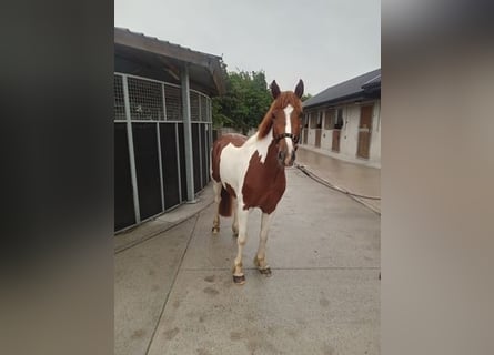Connemara, Stute, 3 Jahre, 147 cm, Schecke
