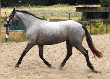 Connemara, Stute, 3 Jahre, 152 cm, Blauschimmel