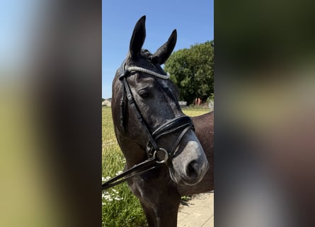Connemara Mix, Stute, 3 Jahre, 152 cm, Schimmel