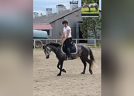 Connemara, Stute, 4 Jahre, 135 cm, Schimmel