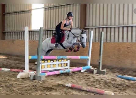 Connemara, Stute, 4 Jahre, 138 cm, Schimmel