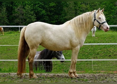 Connemara, Stute, 4 Jahre, 144 cm, Perlino