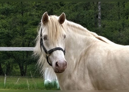 Connemara, Stute, 4 Jahre, 144 cm, Perlino