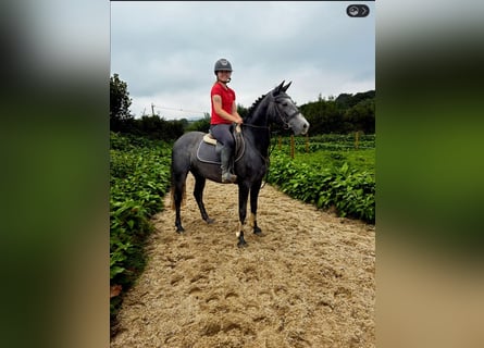 Connemara, Stute, 4 Jahre, 145 cm, Rappschimmel