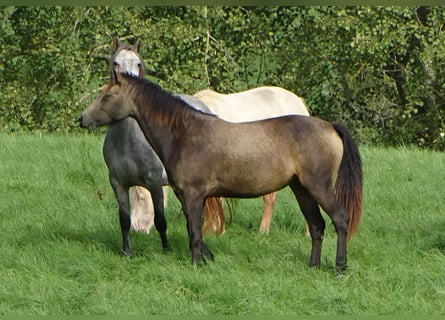 Connemara, Stute, 4 Jahre, 146 cm, Falbe