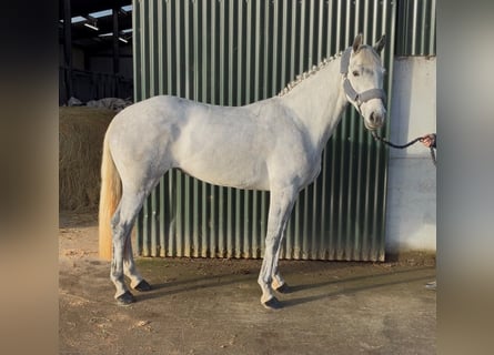Connemara, Stute, 4 Jahre, 146 cm, Schimmel