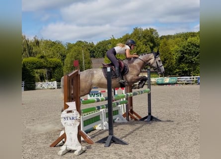 Connemara, Stute, 4 Jahre, 147 cm, Apfelschimmel