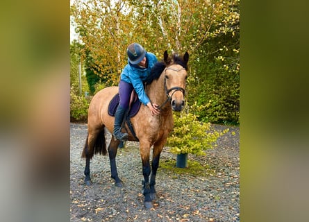 Connemara, Stute, 4 Jahre, 147 cm, Falbe