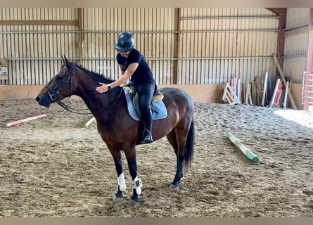 Connemara, Stute, 4 Jahre, 148 cm, Brauner