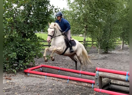 Connemara, Stute, 4 Jahre, 148 cm, Cremello