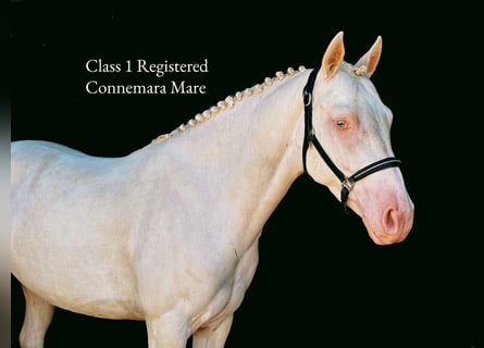 Connemara, Stute, 4 Jahre, 148 cm, Cremello