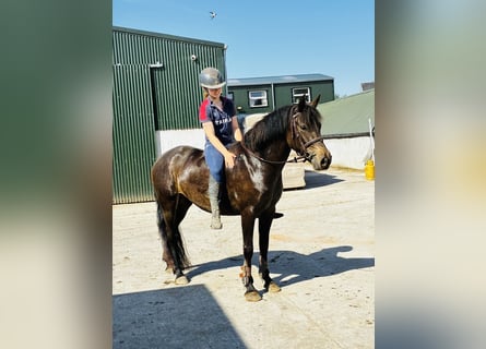 Connemara, Stute, 4 Jahre, 148 cm, Falbe