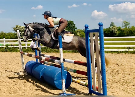 Connemara, Stute, 4 Jahre, 148 cm, Schimmel
