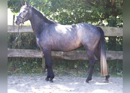 Connemara, Stute, 4 Jahre, 150 cm, Blauschimmel