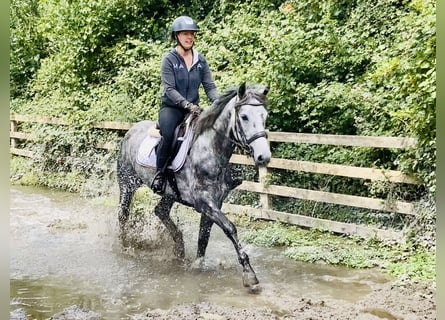 Connemara, Stute, 4 Jahre, 152 cm, Apfelschimmel